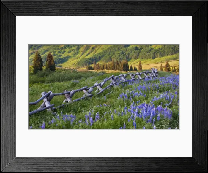 Framed Print : USA, Colorado, Crested Butte. Split rail fence in a mountain valley Framed Print : USA, Colorado, Crested Butte. Split rail fence in a mountain valley