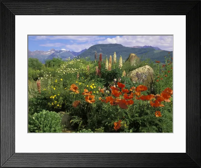 Framed Print : USA, Colorado, Crested Butte. Poppies and lupine in mountain garden