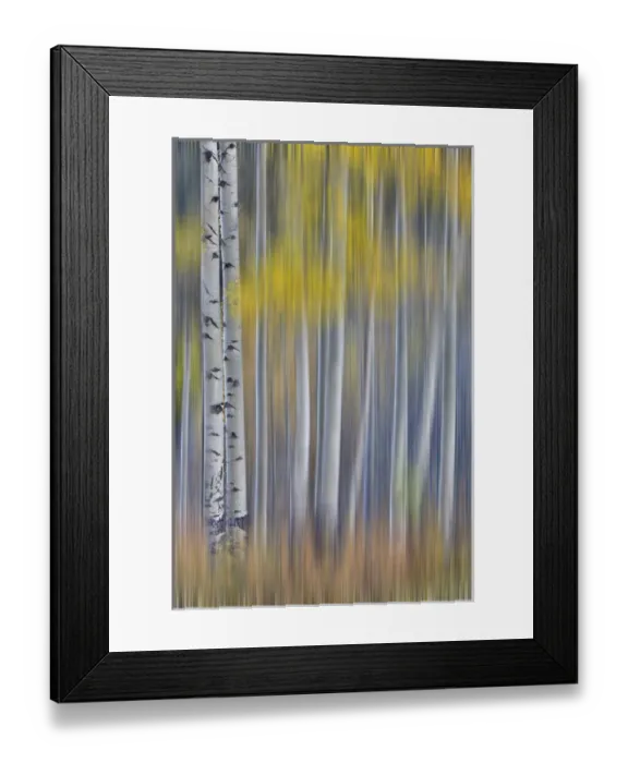 Framed Print : Aspen Grove in glowing golden colors of autumn near Aspen Township, Colorado shown Framed Print : Aspen Grove in glowing golden colors of autumn near Aspen Township, Colorado shown