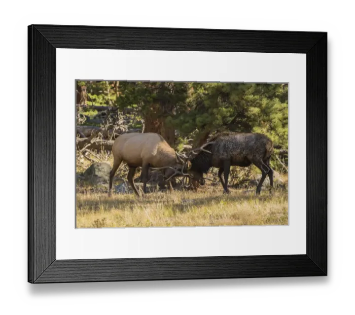 Framed Print : USA, Colorado, Rocky Mountain National Park Framed Print : USA, Colorado, Rocky Mountain National Park