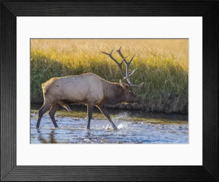 Framed Print : USA, Colorado, Rocky Mountain National Park. Close-up of male elk in stream. Credit as Framed Print : USA, Colorado, Rocky Mountain National Park. Close-up of male elk in stream. Credit as
