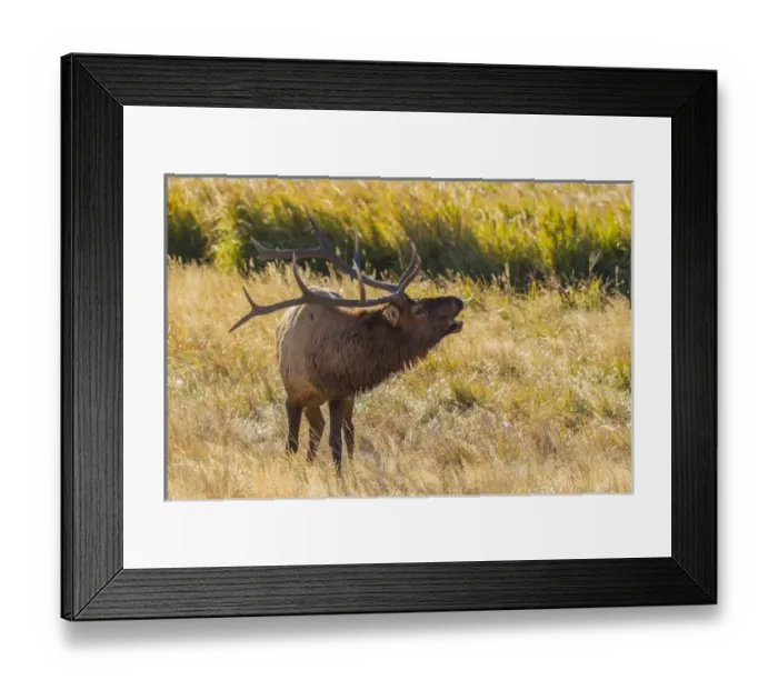 Framed Print : USA, Colorado, Rocky Mountain National Park Framed Print : USA, Colorado, Rocky Mountain National Park