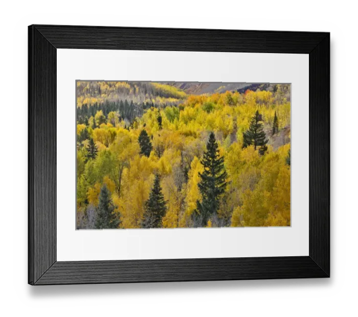 Framed Print : Aspen Grove in glowing golden colors of autumn near Aspen Township, Colorado Framed Print : Aspen Grove in glowing golden colors of autumn near Aspen Township, Colorado