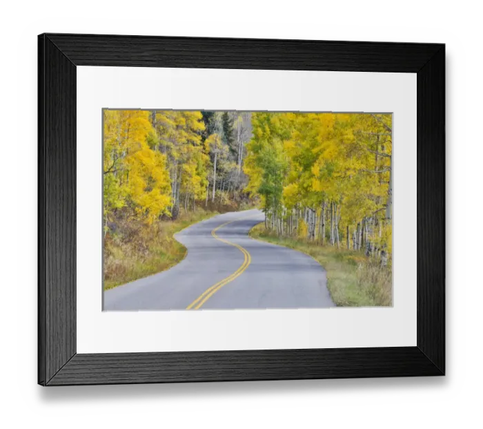 Framed Print : Curved Roadway near Aspen Colorado in autumn colors and aspens groves Framed Print : Curved Roadway near Aspen Colorado in autumn colors and aspens groves