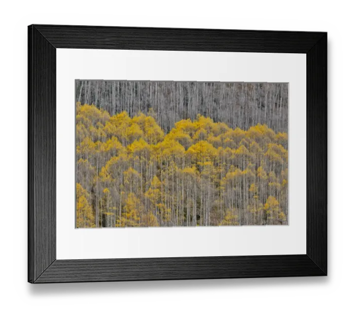 Framed Print : Aspen Grove in glowing golden colors of autumn near Aspen Township, Colorado Framed Print : Aspen Grove in glowing golden colors of autumn near Aspen Township, Colorado