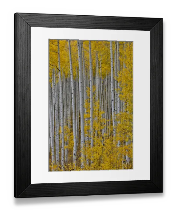 Framed Print : Aspen Grove in glowing golden colors of autumn near Aspen Township, Colorado