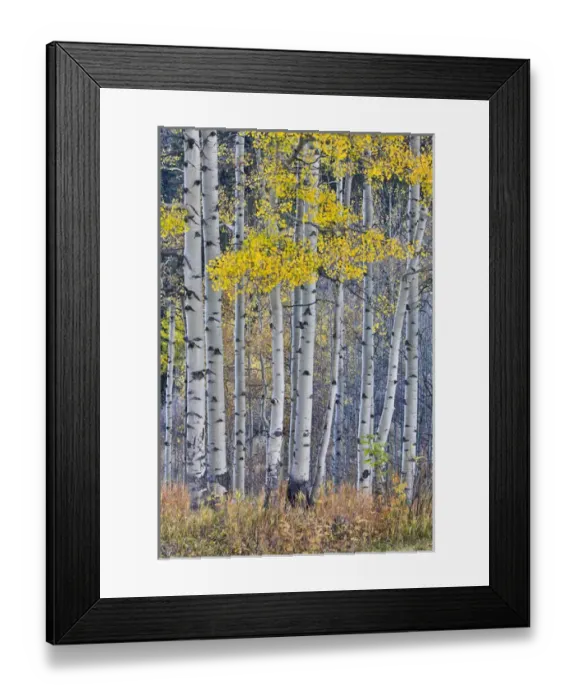 Framed Print : Aspen Grove in glowing golden colors of autumn near Aspen Township, Colorado