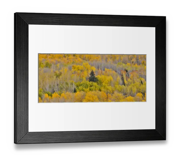 Framed Print : Keebler Pass, Colorado, Fall golden aspens in Panorama