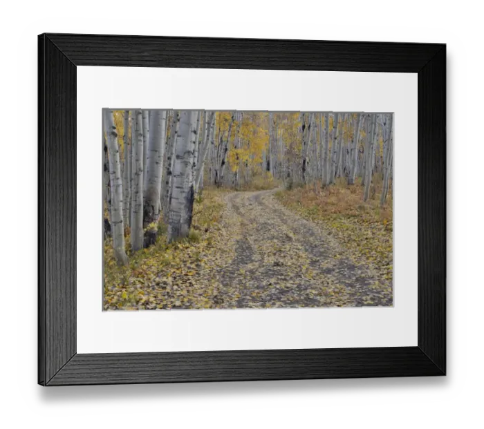 Framed Print : Fallen Aspen Leaves in Fall Keebler Pass, Colorado on Dirt Road Framed Print : Fallen Aspen Leaves in Fall Keebler Pass, Colorado on Dirt Road