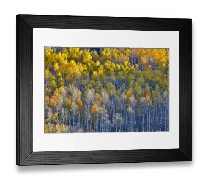 Framed Print : Aspen Grove in glowing golden colors of autumn near Aspen Township, Colorado Framed Print : Aspen Grove in glowing golden colors of autumn near Aspen Township, Colorado