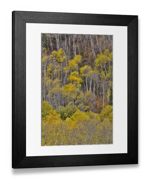 Framed Print : Aspens in fall golden color along McClure Pass, Colorado Framed Print : Aspens in fall golden color along McClure Pass, Colorado