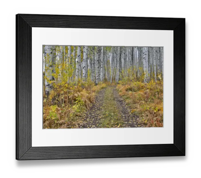 Framed Print : McClure Pass, Colorado with trail in grove of aspen trees Framed Print : McClure Pass, Colorado with trail in grove of aspen trees