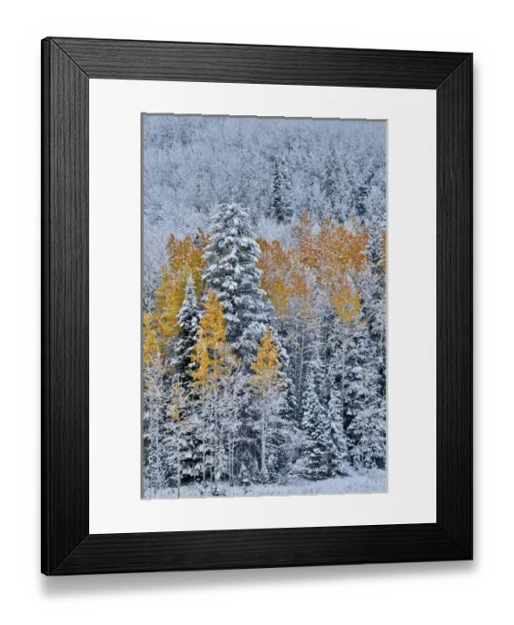 Framed Print : Rocky Mountains Colorado Fall Colors of Aspens and fresh snow Keebler Pass Framed Print : Rocky Mountains Colorado Fall Colors of Aspens and fresh snow Keebler Pass