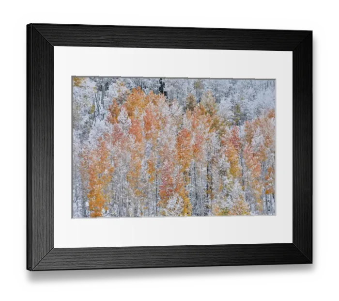 Framed Print : Rocky Mountains Colorado Fall Colors of Aspens and fresh snow Keebler Pass