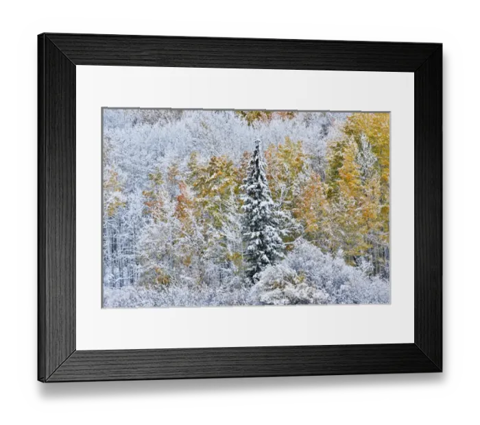 Framed Print : Rocky Mountains Colorado Fall Colors of Aspens and fresh snow Keebler Pass Framed Print : Rocky Mountains Colorado Fall Colors of Aspens and fresh snow Keebler Pass