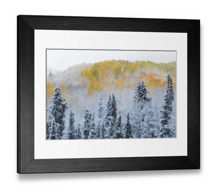 Framed Print : Rocky Mountains Colorado Fall Colors of Aspens and fresh snow Keebler Pass Framed Print : Rocky Mountains Colorado Fall Colors of Aspens and fresh snow Keebler Pass