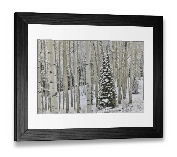 Framed Print : Rocky Mountains aspen grove autumn snows Keebler Pass Colorado Framed Print : Rocky Mountains aspen grove autumn snows Keebler Pass Colorado