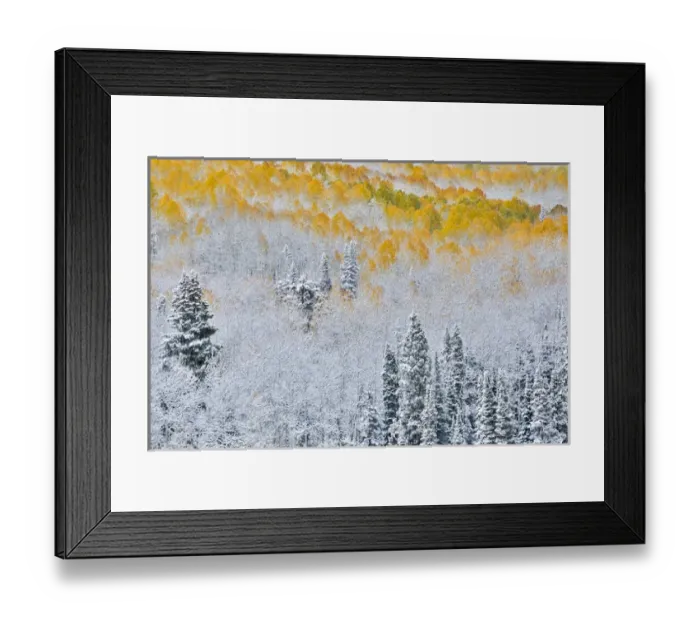 Framed Print : Rocky Mountains Colorado Fall Colors of Aspens and fresh snow Keebler Pass Framed Print : Rocky Mountains Colorado Fall Colors of Aspens and fresh snow Keebler Pass