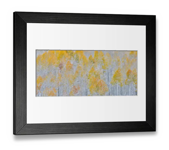 Framed Print : Rocky Mountains Colorado Fall Colors of Aspens and fresh snow Keebler Pass Framed Print : Rocky Mountains Colorado Fall Colors of Aspens and fresh snow Keebler Pass