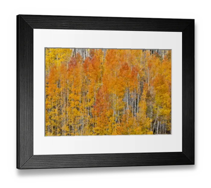 Framed Print : Colorado Rocky Mountains near Keebler Pass Autumn Colors on Aspen Groves