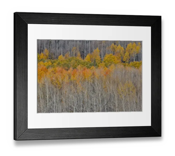 Framed Print : Colorado Rocky Mountains near Keebler Pass Autumn Colors on Aspen Groves Framed Print : Colorado Rocky Mountains near Keebler Pass Autumn Colors on Aspen Groves