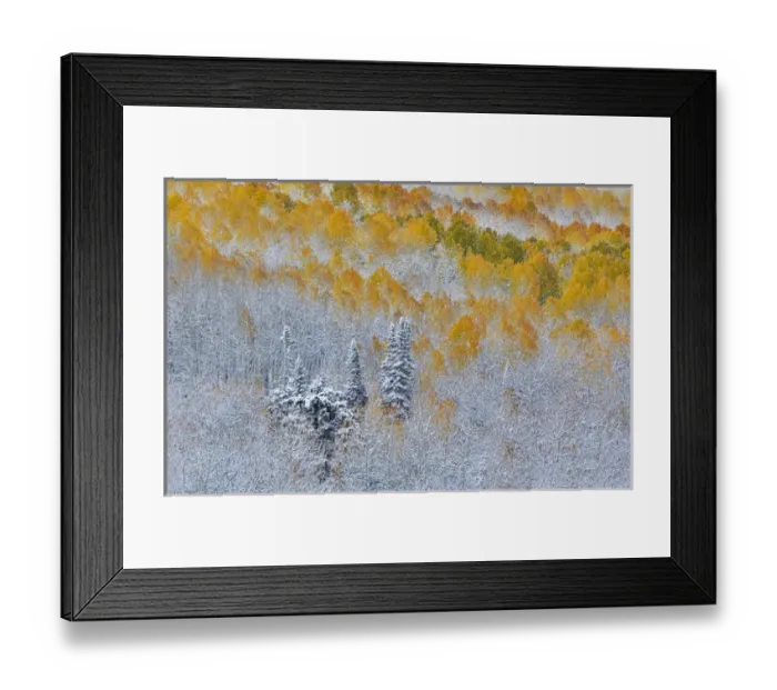 Framed Print : Rocky Mountains Colorado Fall Colors of Aspens and fresh snow Keebler Pass Framed Print : Rocky Mountains Colorado Fall Colors of Aspens and fresh snow Keebler Pass