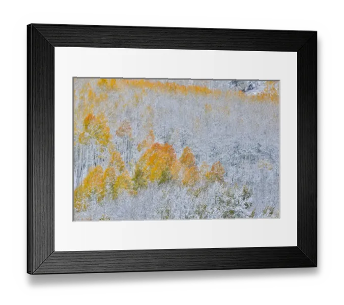 Framed Print : Rocky Mountains Colorado Fall Colors of Aspens and fresh snow Keebler Pass
