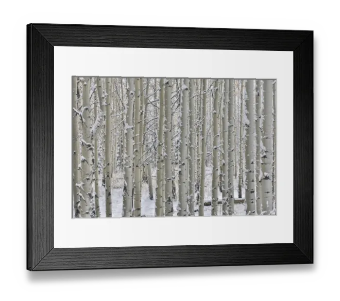 Framed Print : Rocky Mountains aspen grove autumn snows Keebler Pass Colorado Framed Print : Rocky Mountains aspen grove autumn snows Keebler Pass Colorado