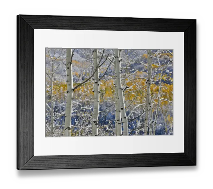 Framed Print : Rocky Mountains aspen grove autumn snows Keebler Pass Colorado Framed Print : Rocky Mountains aspen grove autumn snows Keebler Pass Colorado