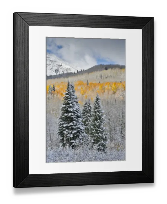 Framed Print : Rocky Mountains Colorado Fall Colors of Aspens and fresh snow Keebler Pass Framed Print : Rocky Mountains Colorado Fall Colors of Aspens and fresh snow Keebler Pass