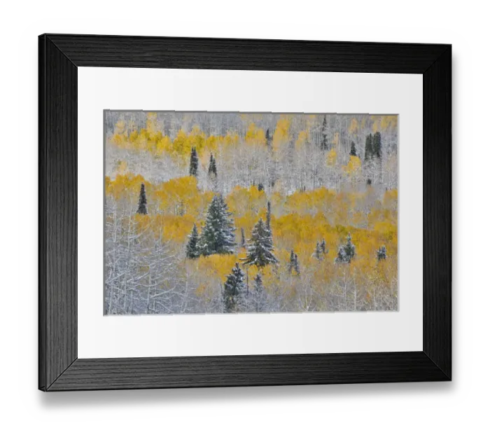 Framed Print : Rocky Mountains Colorado Fall Colors of Aspens and fresh snow Keebler Pass Framed Print : Rocky Mountains Colorado Fall Colors of Aspens and fresh snow Keebler Pass