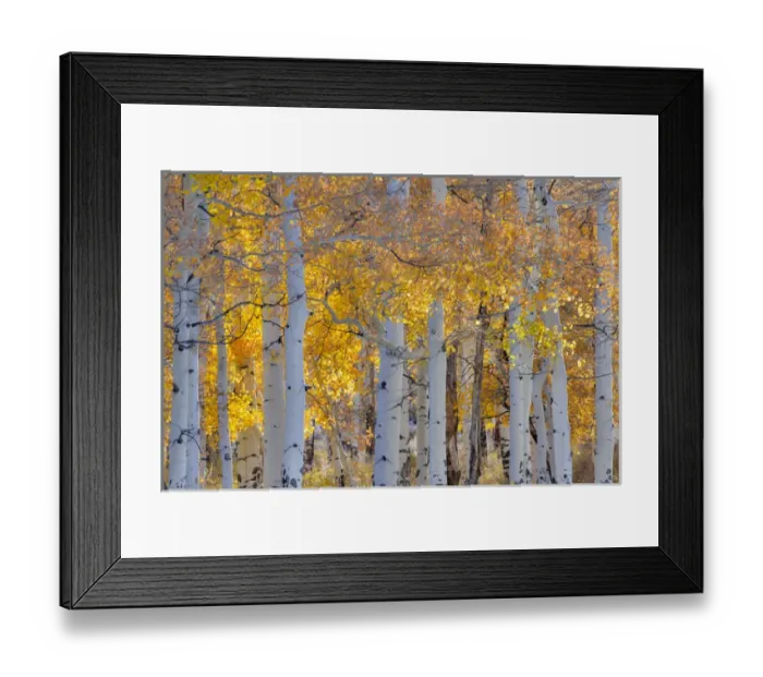 Framed Print : Aspen Glowing along Dallas Mountain Road, San Juan Mountains Colorado Framed Print : Aspen Glowing along Dallas Mountain Road, San Juan Mountains Colorado