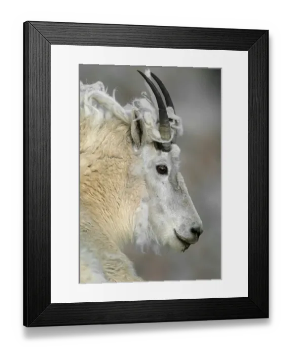 Framed Print : Mountain goat (Oreamnos americanus), profile of adult with shedding fleece, Mount Framed Print : Mountain goat (Oreamnos americanus), profile of adult with shedding fleece, Mount
