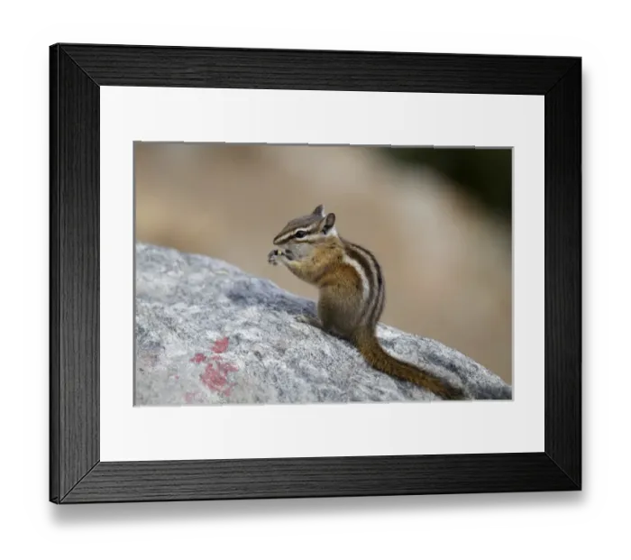 Framed Print : CO, Rocky Mountain National Park, chipmunk at Rainbow Curve along highway 34 Framed Print : CO, Rocky Mountain National Park, chipmunk at Rainbow Curve along highway 34