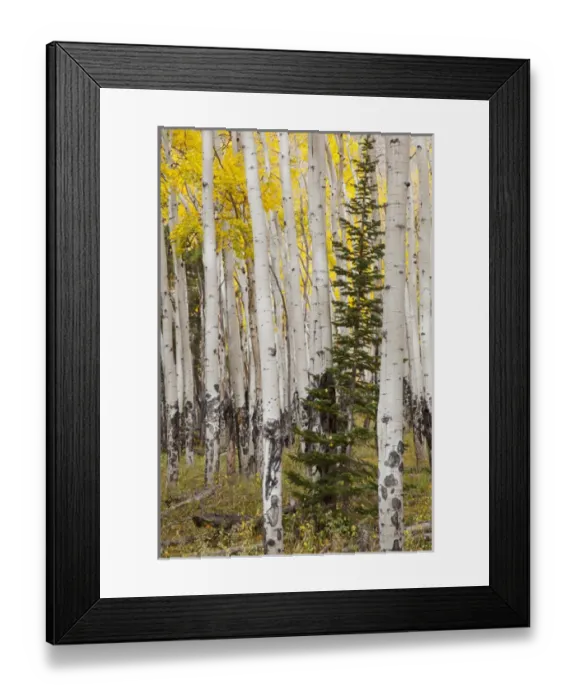 Framed Print : CO, Rocky Mountain National Park, Moraine Park, Fir tree surrounded by Aspen trees Framed Print : CO, Rocky Mountain National Park, Moraine Park, Fir tree surrounded by Aspen trees