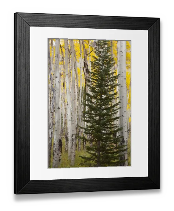 Framed Print : CO, Rocky Mountain National Park, Moraine Park, Fir tree surrounded by Aspen trees Framed Print : CO, Rocky Mountain National Park, Moraine Park, Fir tree surrounded by Aspen trees