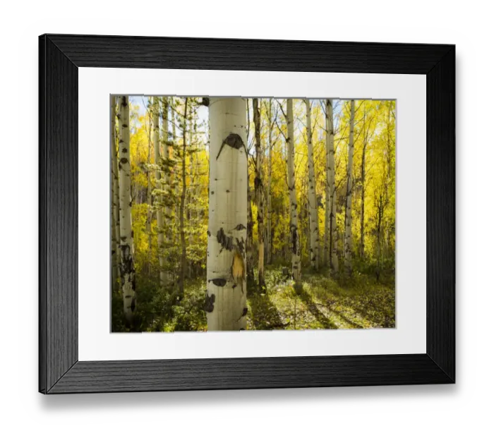 Framed Print : Golden quaking aspens in full fall color, Kinney Creek BLM, Colorado