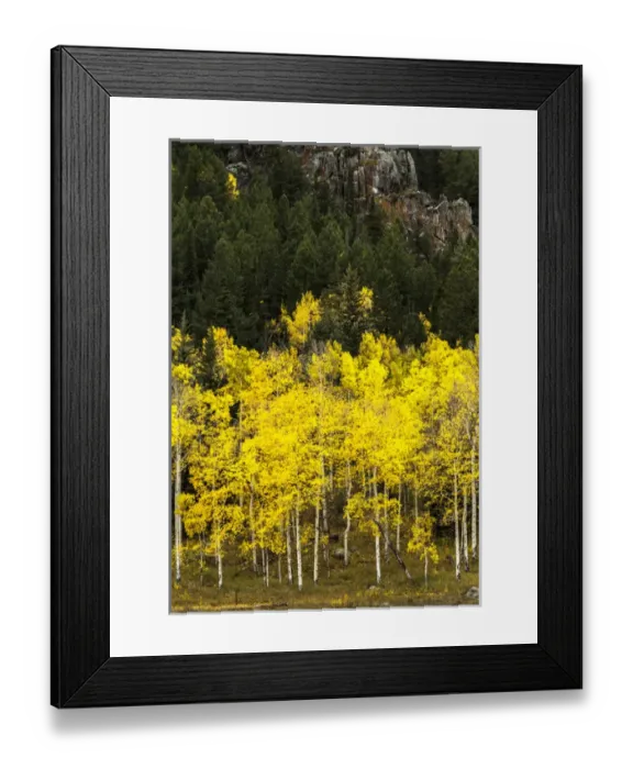 Framed Print : Aspen leaves turning near the Colorado River, Colorado, USA