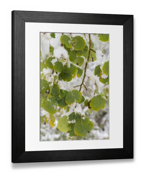 Framed Print : Quaking aspen leaves; First snow to October, Continental Divide, Rabbit Ears pass Framed Print : Quaking aspen leaves; First snow to October, Continental Divide, Rabbit Ears pass