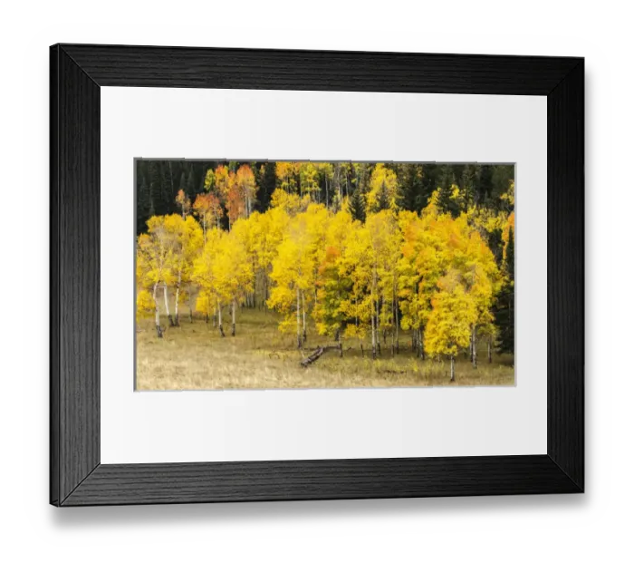 Framed Print : Aspen leaves turning near the Colorado River, Colorado, USA Framed Print : Aspen leaves turning near the Colorado River, Colorado, USA
