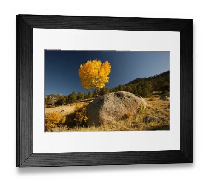 Framed Print : North America, USA, , Colorado, Rocky Mountain National Park Aspen Framed Print : North America, USA, , Colorado, Rocky Mountain National Park Aspen