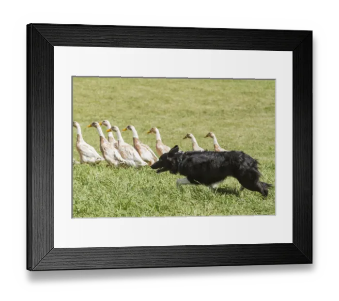 Framed Print : Purebred Border Collie herding ducks Framed Print : Purebred Border Collie herding ducks