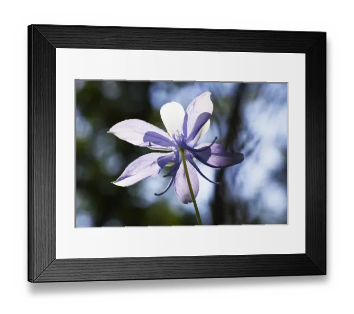Framed Print : Colorado Columbine wild flower Framed Print : Colorado Columbine wild flower