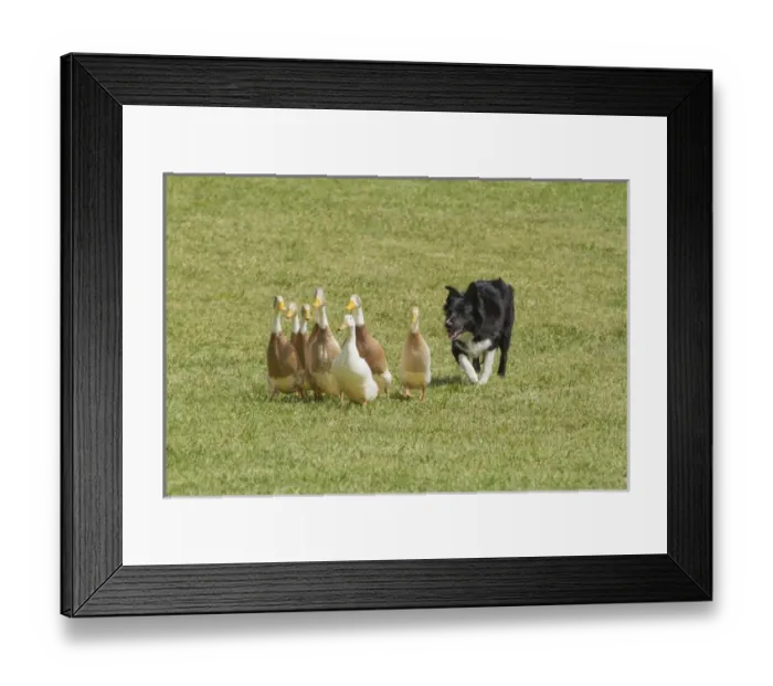 Framed Print : Purebred Border Collie herding ducks Framed Print : Purebred Border Collie herding ducks