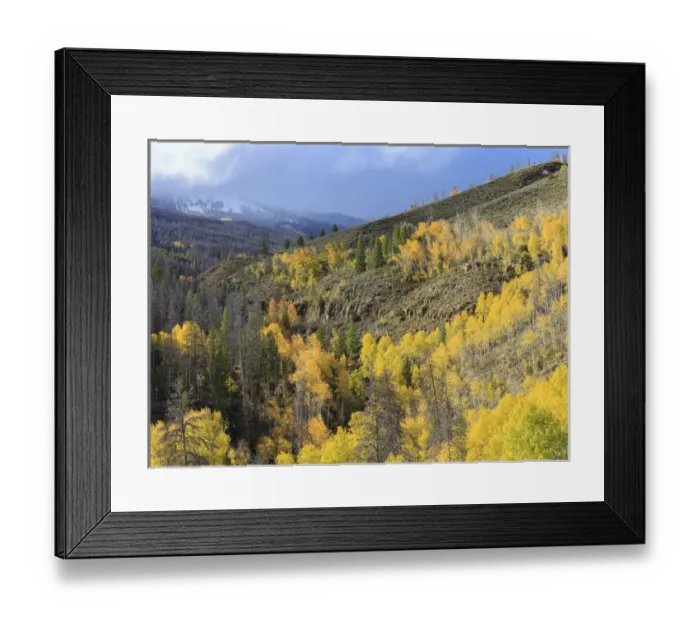 Framed Print : Forested Divided, Healthy aspens, dieing lodgepole pines, Arapaho NF, Colorado Framed Print : Forested Divided, Healthy aspens, dieing lodgepole pines, Arapaho NF, Colorado