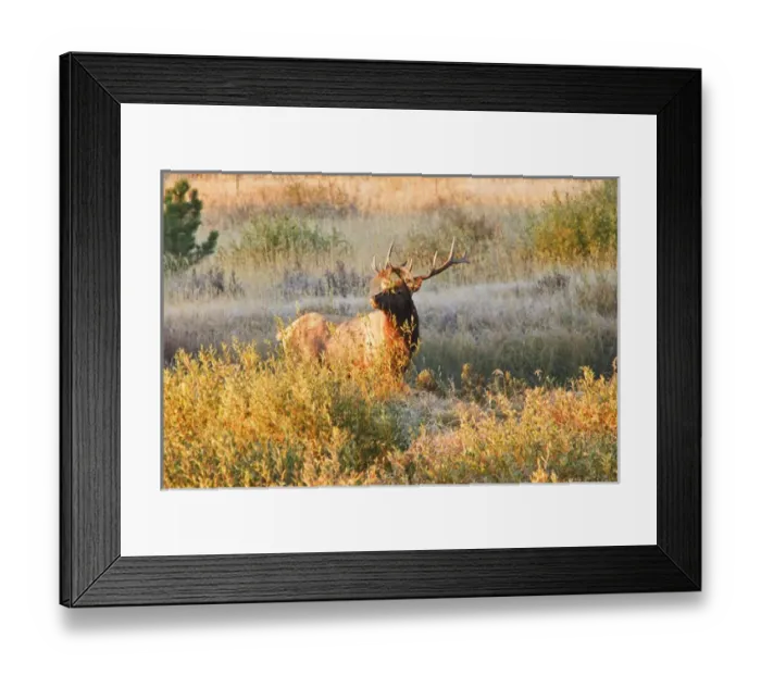 Framed Print : one elk in meadow in RMNP, dressing up for the ladies during the rut Framed Print : one elk in meadow in RMNP, dressing up for the ladies during the rut