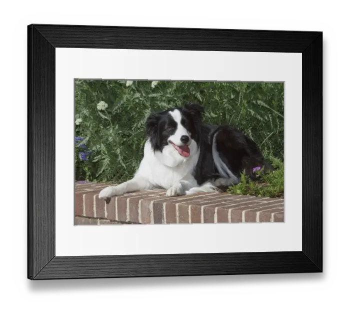 Framed Print : Purebred Border Collie lying on wall Framed Print : Purebred Border Collie lying on wall