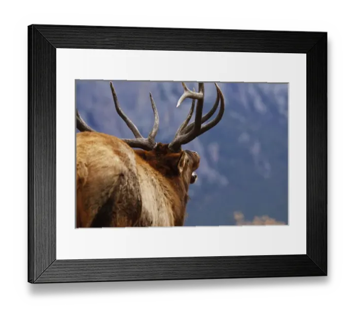 Framed Print : one elk bugling Estes Park, Colorado during rut Framed Print : one elk bugling Estes Park, Colorado during rut
