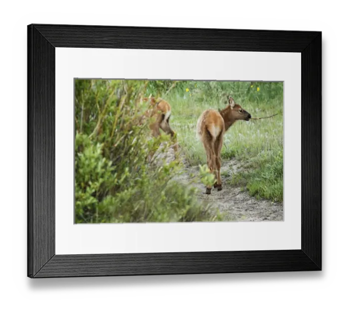 Framed Print : one elk calf with stick in mouth