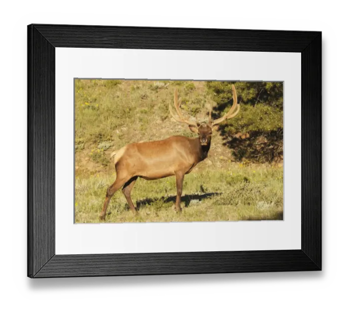Framed Print : one elk in velvet standing in meadow